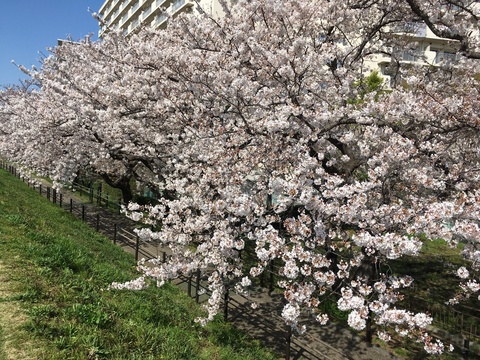 花粉症 蒲田 大森 大鳥居 川崎 下丸子 尻手 日吉 塾 大田区 川崎市の塾 学習塾 個別授業 のpoolduck プールダック